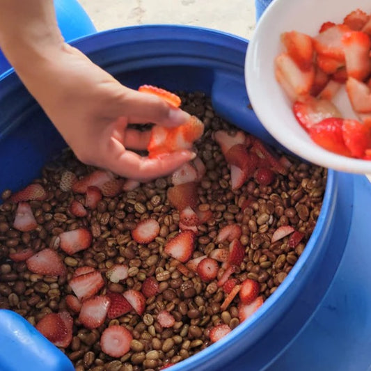 Colombia Strawberry Fermentation