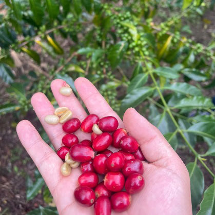 Colombia Nesto Lasso Sidra